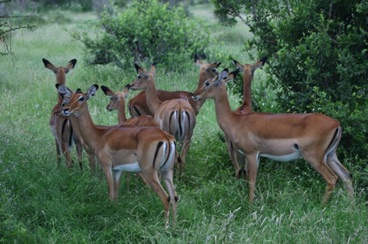 kenya 066